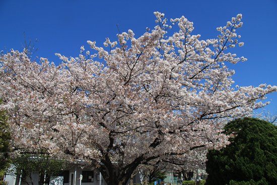 Joto Park